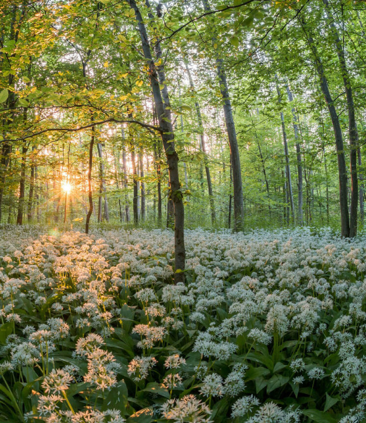 Waldbaden im Frühling