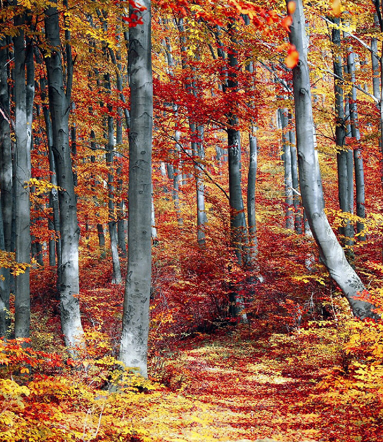 Waldbaden im Herbst
