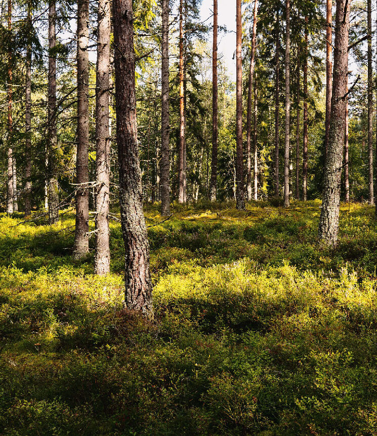 Wald Österreich Waldbaden